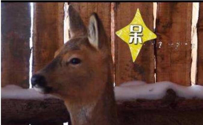 ɵ������ʲô��˼ʲô���� ɵ����Ϊʲô��ɵ����