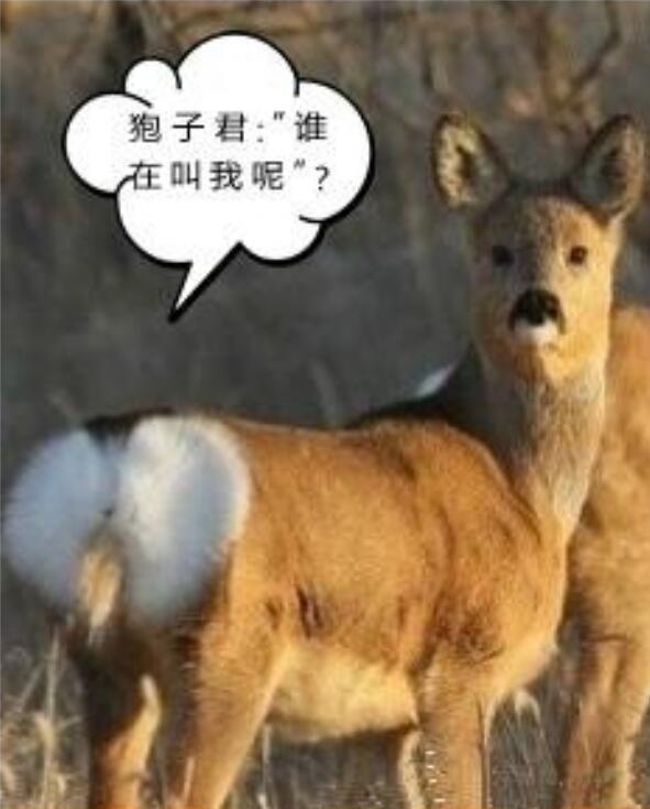 ɵ������ʲô��˼ʲô���� ɵ����Ϊʲô��ɵ����