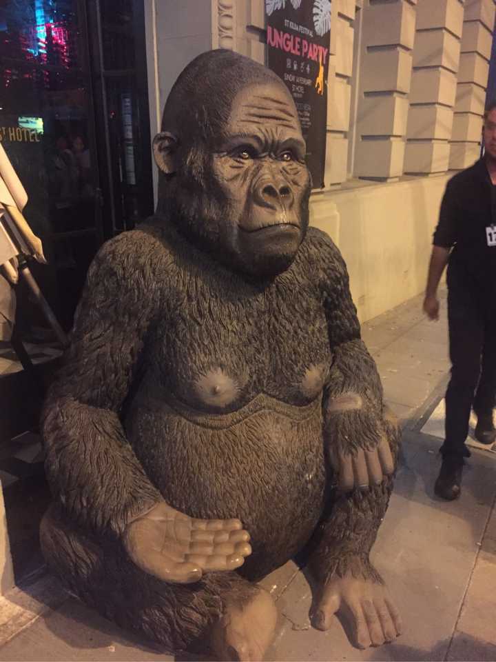 ����ī�����ж��ٻ��� ī����Ϊʲô��è��