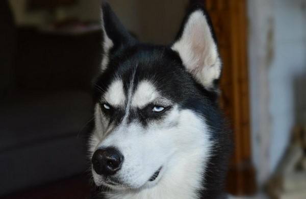 С��ɷ������ʲô��˼ ��ô����