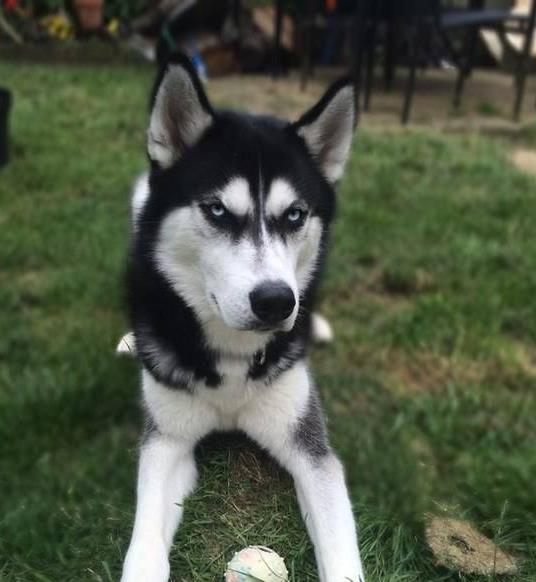 С��ɷ������ʲô��˼ ��ô����