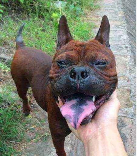 С��ɷ������ʲô��˼ ��ô����