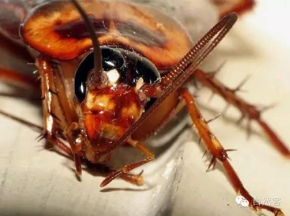 ���Ϊʲôɱ���� ���Ϊʲô��������ǿ