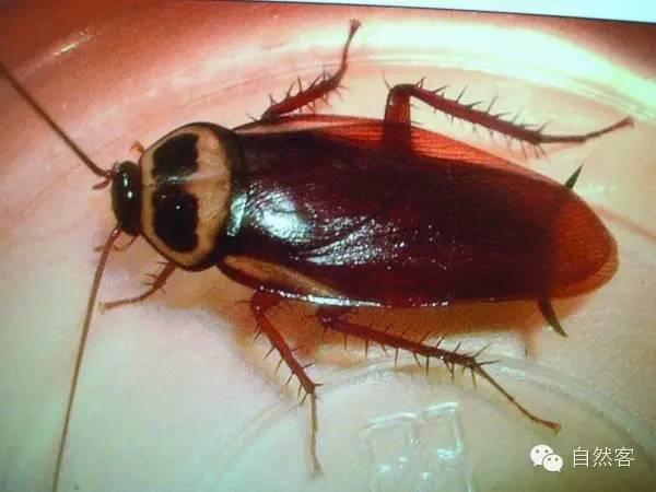 ���Ϊʲôɱ���� ���Ϊʲô��������ǿ