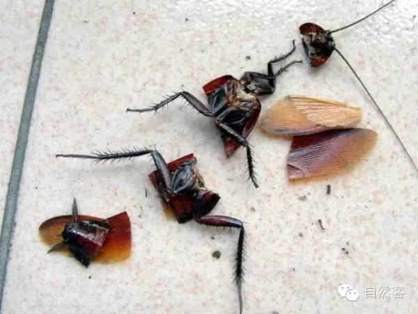 ���Ϊʲôɱ���� ���Ϊʲô��������ǿ