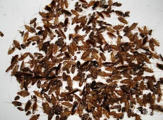 ���Ϊʲôɱ���� ���Ϊʲô��������ǿ