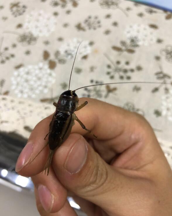 �����������ʲô���� �������ʲôԢ��