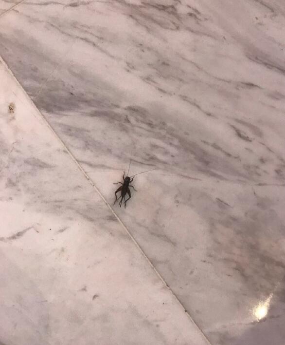 家里有蟋蟀叫是什么征兆 蟋蟀进屋有什么寓意