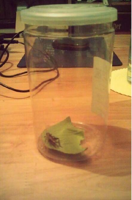 �����������ʲô���� �������ʲôԢ��