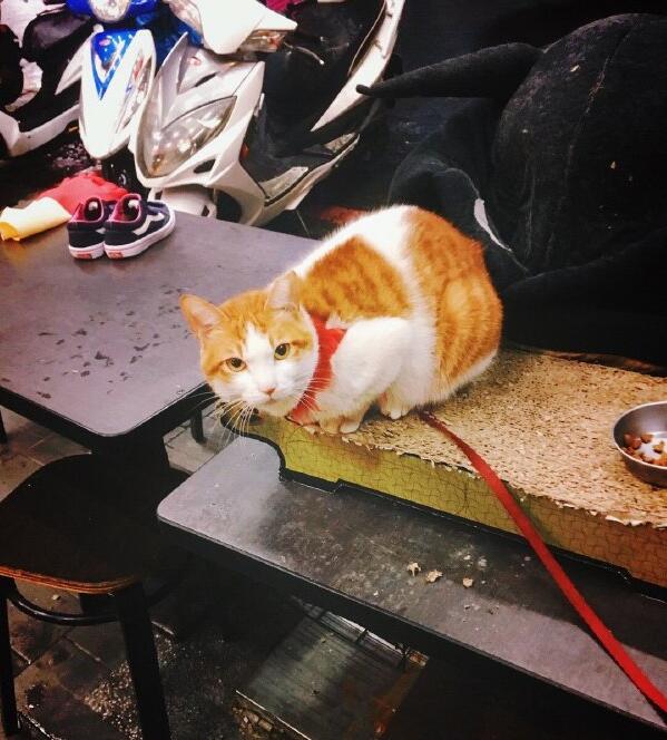 Ϊʲô˵��èǧ������ С��èһ�����Ǯһֻ