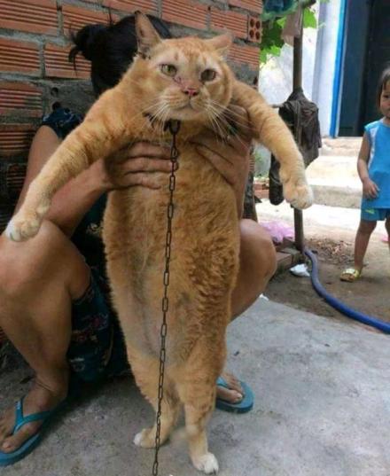 Ϊʲô˵��èǧ������ С��èһ�����Ǯһֻ