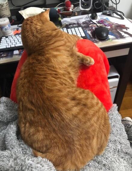 Ϊʲô˵��èǧ������ С��èһ�����Ǯһֻ