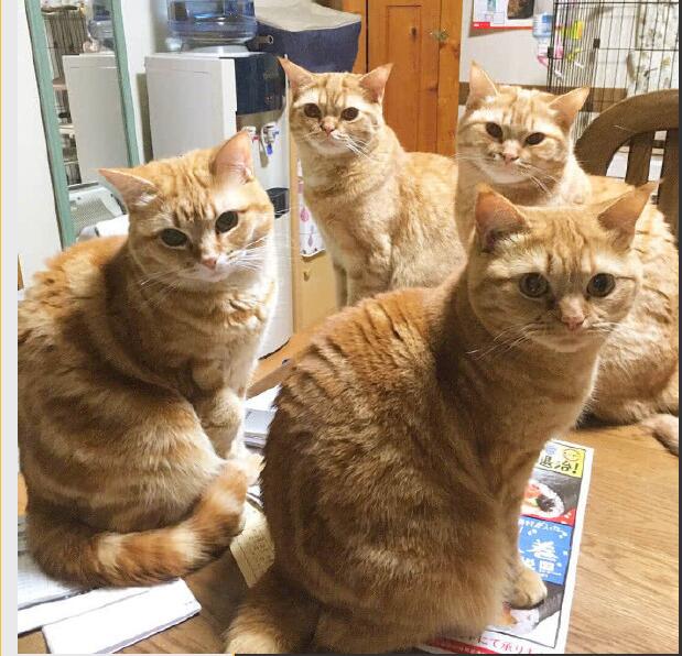 Ϊʲô˵��èǧ������ С��èһ�����Ǯһֻ