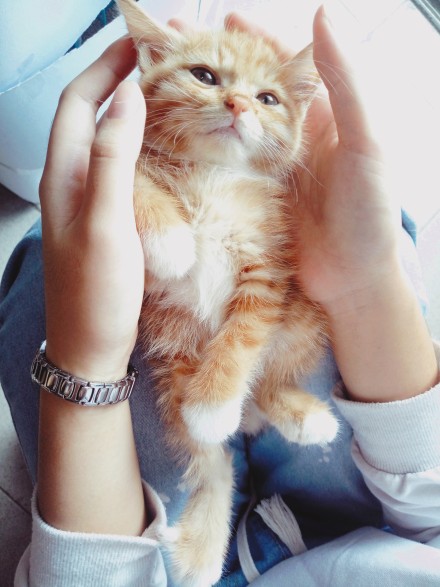 Ϊʲô˵��èǧ������ С��èһ�����Ǯһֻ