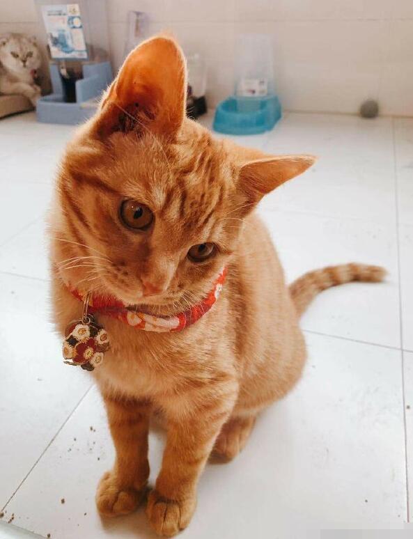 Ϊʲô˵��èǧ������ С��èһ�����Ǯһֻ