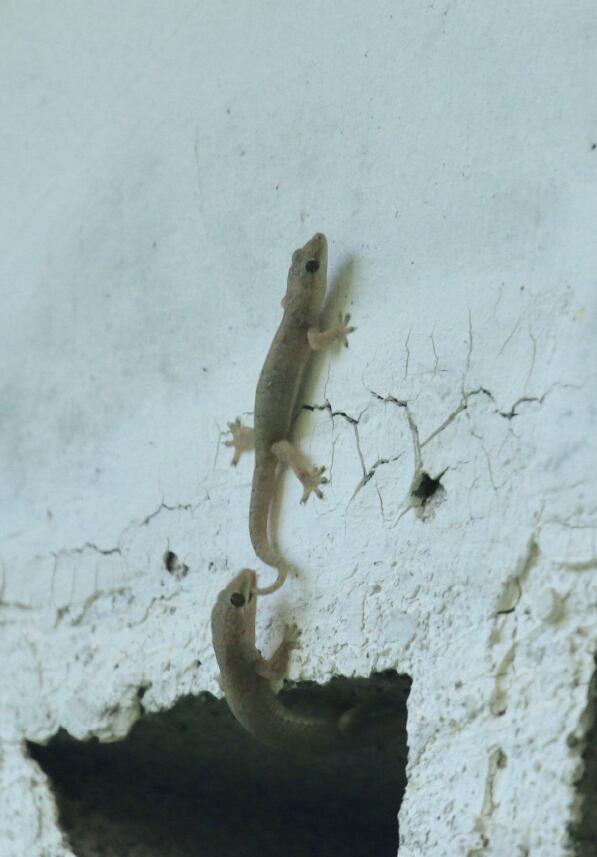 �����ڻ����ⱨӦ�� Ϊʲô����ɱ���ڻ�