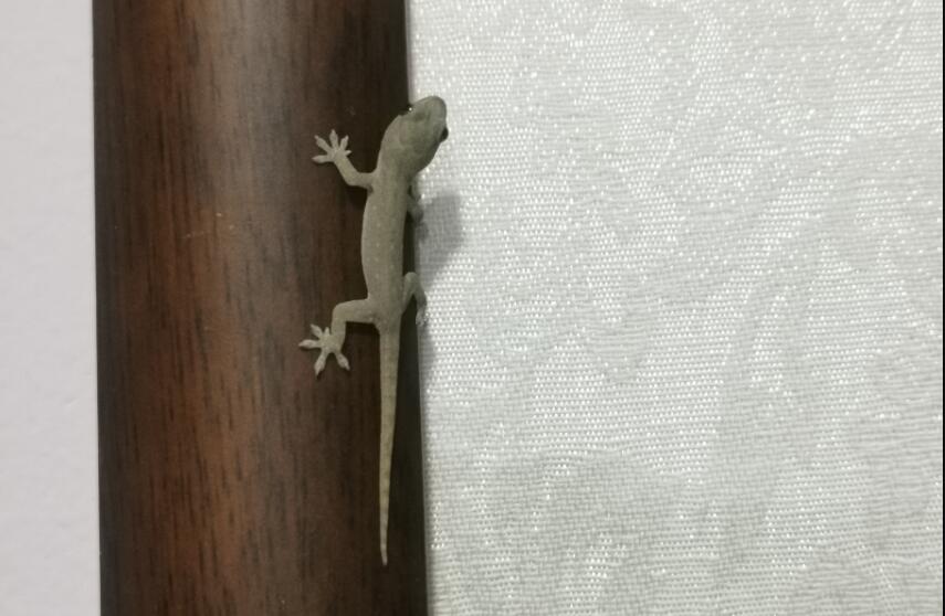 �����ڻ����ⱨӦ�� Ϊʲô����ɱ���ڻ�