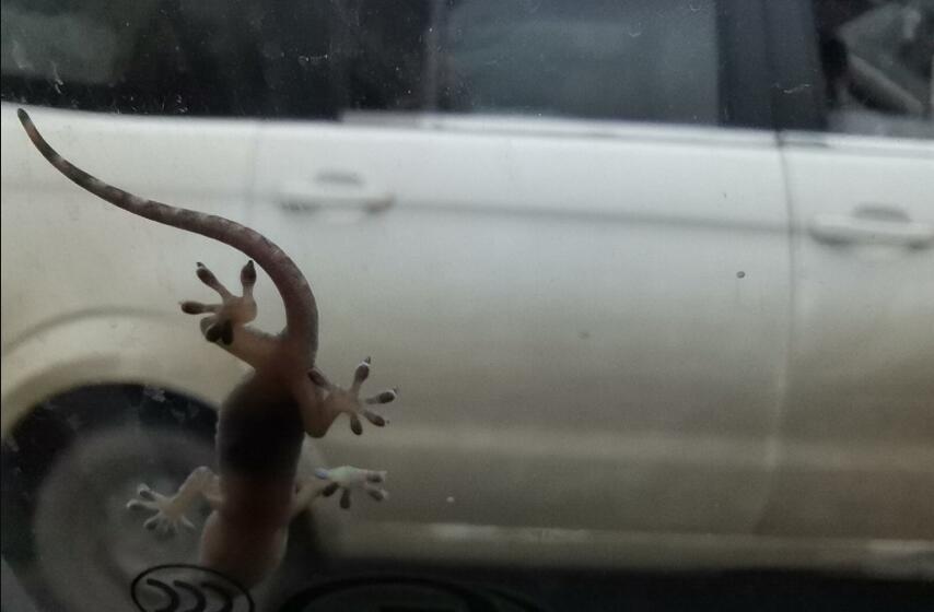 �����ڻ����ⱨӦ�� Ϊʲô����ɱ���ڻ�