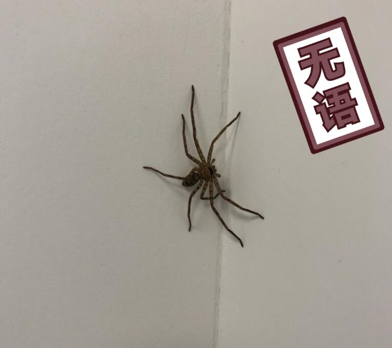 ֩��û�����ᱨ������ ֩���ƾ��ζ������ļٵ�