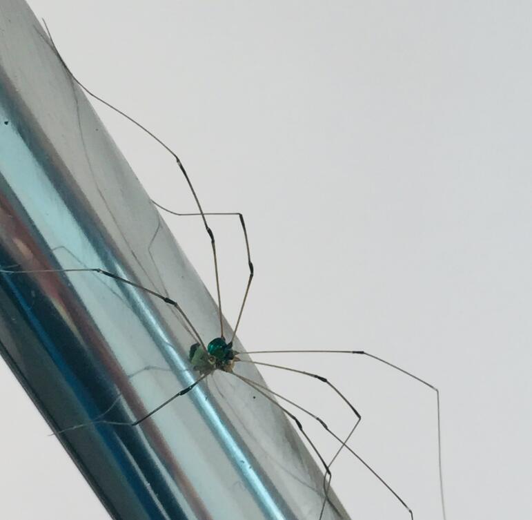 ֩��û�����ᱨ������ ֩���ƾ��ζ������ļٵ�