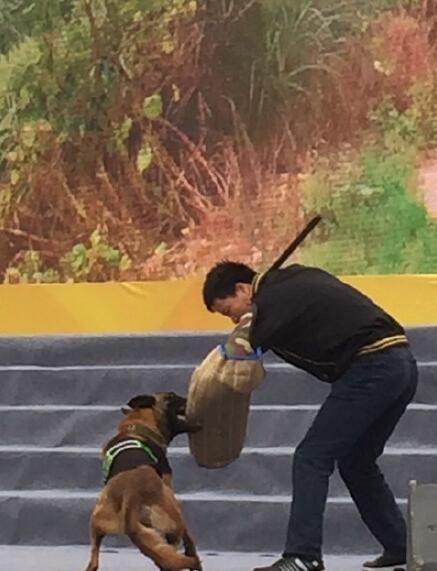 为什么马犬不合适家养 马里努阿是烈性犬么