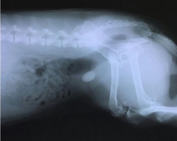 �����ǲ��ǹ���ʯ �����жϹ����˹���