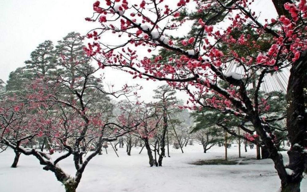 ��Ů÷�����ȵ���˼��ʲô �ܶ���������Ů֮��ĸ���