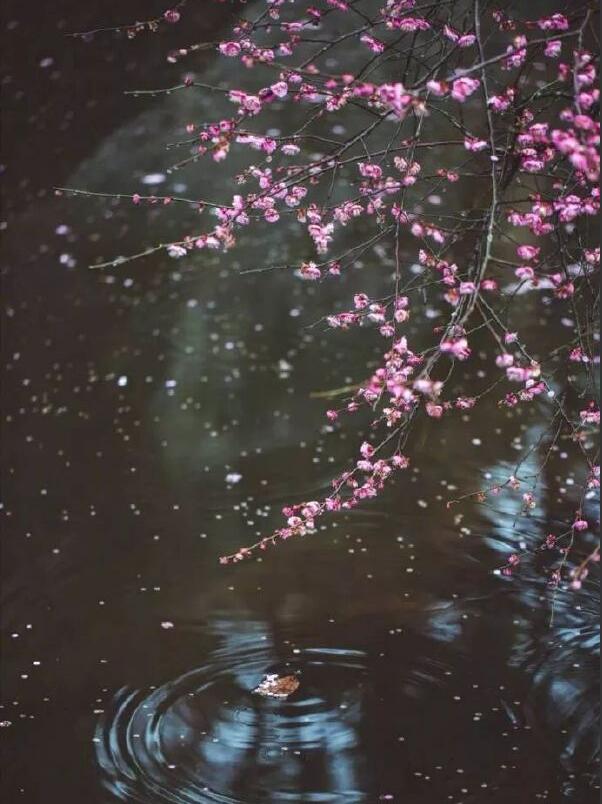 ��Ů÷�����ȵ���˼��ʲô �ܶ���������Ů֮��ĸ���