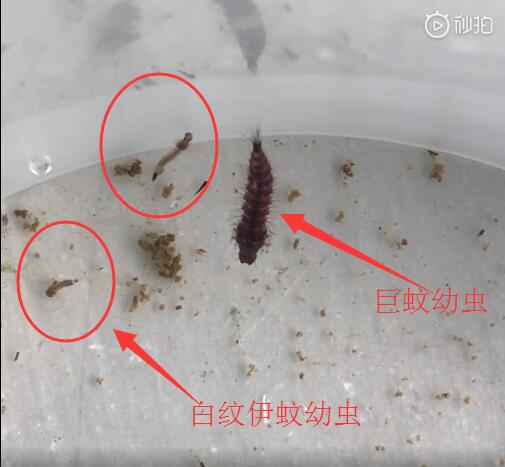 ����������ҧ������ô����ͼƬ �����׳���ʲô����