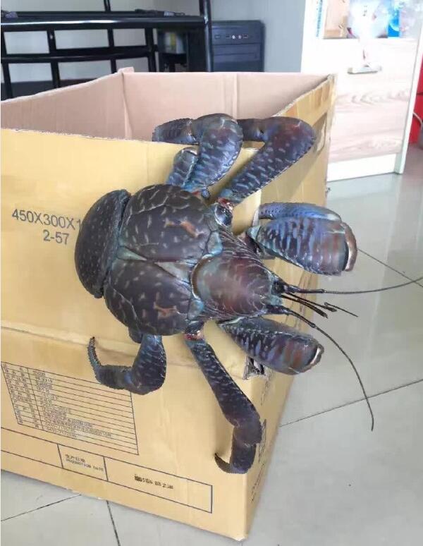 ����ʲô��Ҭ��з Ҭ��з���ʺ��˹�����