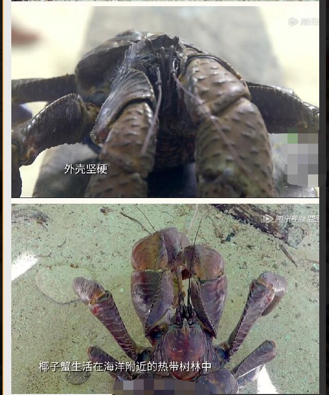 ����ʲô��Ҭ��з Ҭ��з���ʺ��˹�����