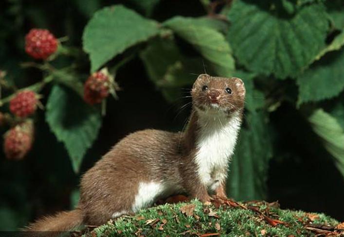 ����������ʲô ��а�����Ҫ��ֻ��׶�