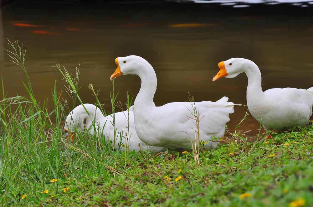 ����������ʲô ��а�����Ҫ��ֻ��׶�