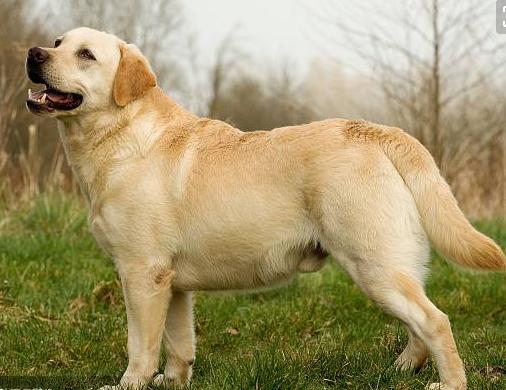 ����������ʲô ��а�����Ҫ��ֻ��׶�