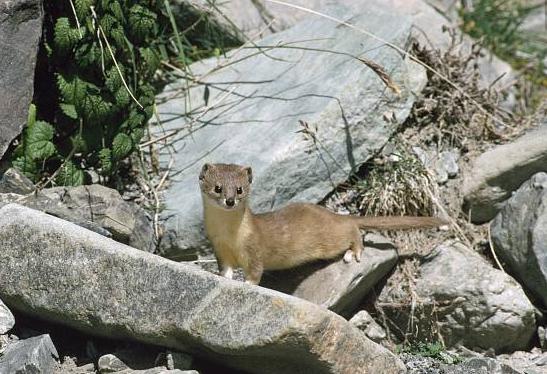 ����������ʲô ��а�����Ҫ��ֻ��׶�