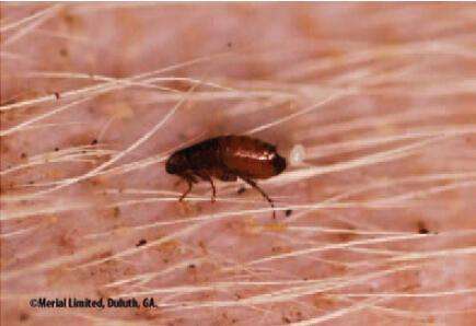 ����ҧ����ĸ�����Ƭ ����Ĩʲô�ܷ�����ҧ