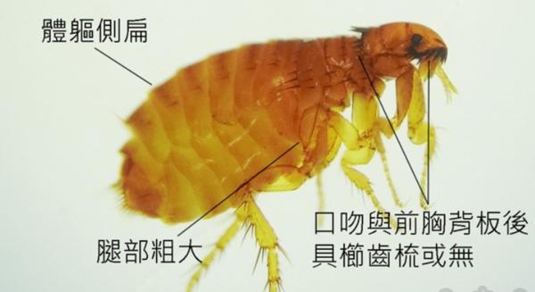 ����ҧ����ĸ�����Ƭ ����Ĩʲô�ܷ�����ҧ