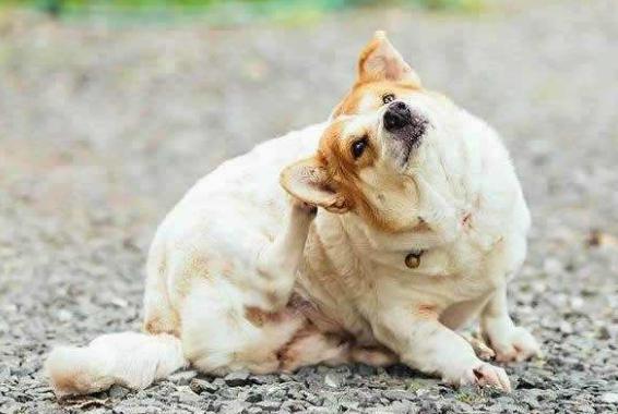 ����ҧ����ĸ�����Ƭ ����Ĩʲô�ܷ�����ҧ