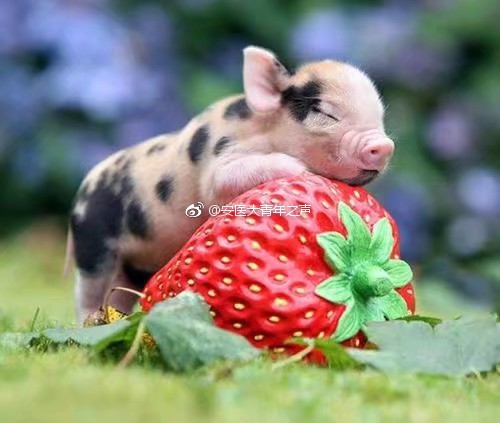 �豭����ĳ������� �豭�����̶���Ǯһֻ