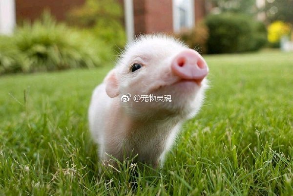 �豭����ĳ������� �豭�����̶���Ǯһֻ