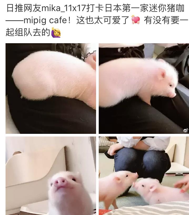 �豭����ĳ������� �豭�����̶���Ǯһֻ