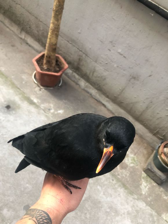 乌鸦飞进家里什么征兆 为什么不能养乌鸦