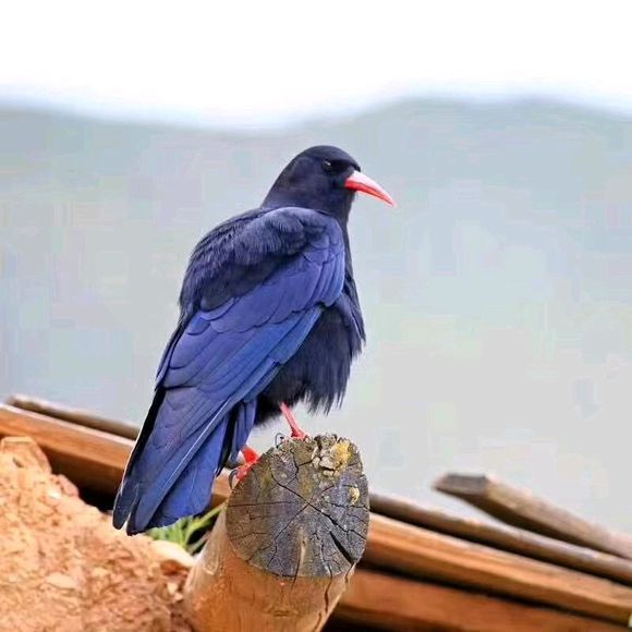 ��ѻ�ɽ�����ʲô���� Ϊʲô��������ѻ