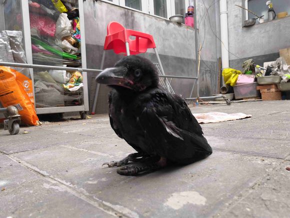 ��ѻ�ɽ�����ʲô���� Ϊʲô��������ѻ