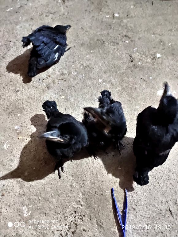 乌鸦飞进家里什么征兆 为什么不能养乌鸦