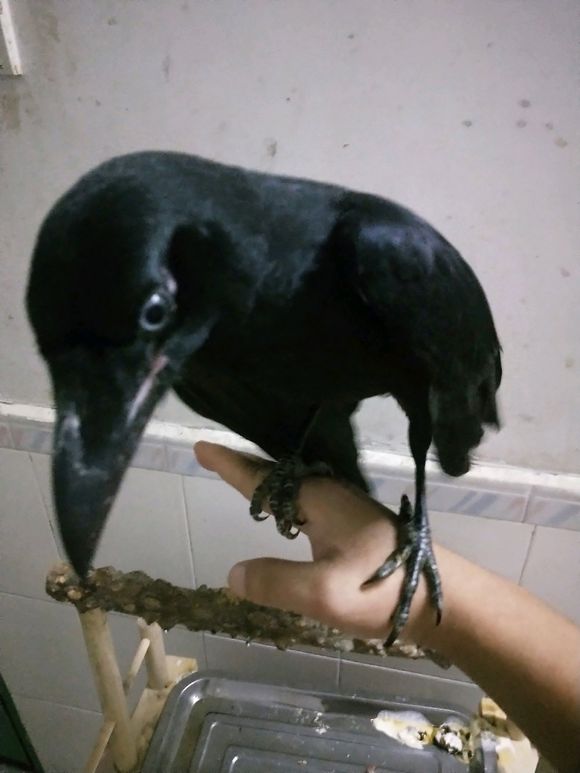 ��ѻ�ɽ�����ʲô���� Ϊʲô��������ѻ