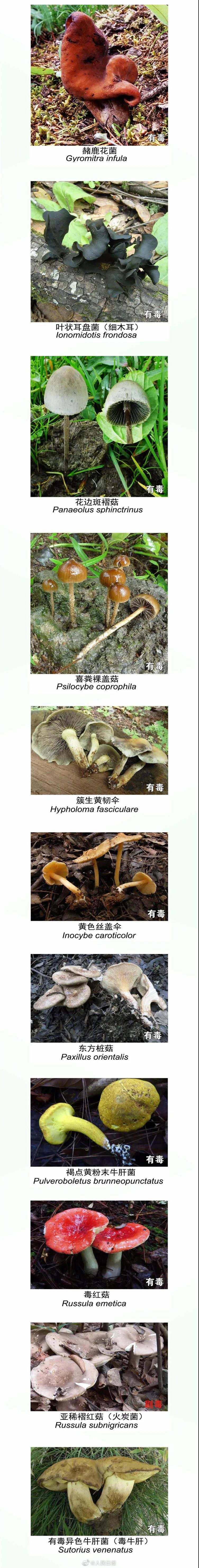 Ұ�������ܺ�ʲôһ��� ��������300��ʳ��Ұ�����ж��¼�