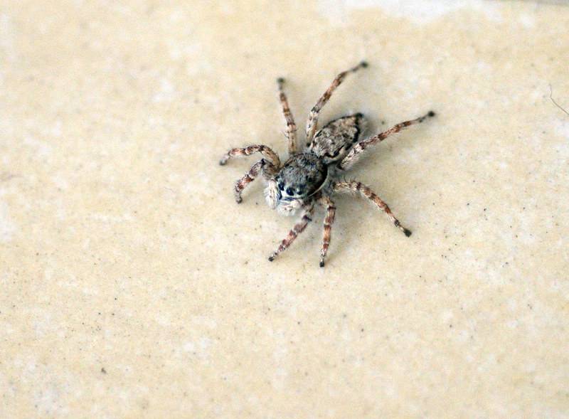 ����ϲ����ʲô��� ϲ���ж�������Ļᱨϲ��