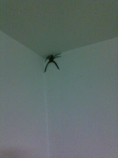 ����ϲ����ʲô��� ϲ���ж�������Ļᱨϲ��