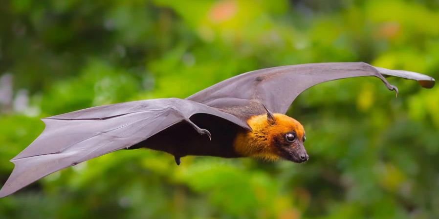 ������������ô��ʧ�� ���ֲ�����������ǰһ������ӳ��ֲ�